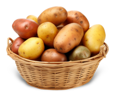 Potato