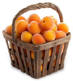 Apricot